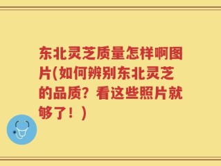 东北灵芝质量怎样啊图片(如何辨别东北灵芝的品质？看这些照片就够了！)