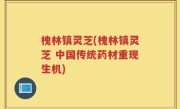 槐林镇灵芝(槐林镇灵芝 中国传统药材重现生机)