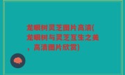 龙眼树灵芝图片高清(龙眼树与灵芝互生之美，高清图片欣赏)