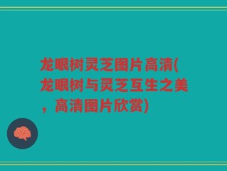 龙眼树灵芝图片高清(龙眼树与灵芝互生之美，高清图片欣赏)