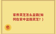 家养灵芝怎么盆栽(如何在家中盆栽灵芝？)