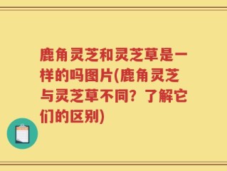 鹿角灵芝和灵芝草是一样的吗图片(鹿角灵芝与灵芝草不同？了解它们的区别)