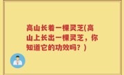高山长着一棵灵芝(高山上长出一棵灵芝，你知道它的功效吗？)