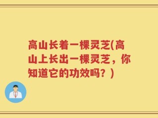 高山长着一棵灵芝(高山上长出一棵灵芝，你知道它的功效吗？)