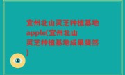 宜州北山灵芝种植基地apple(宜州北山灵芝种植基地成果斐然)
