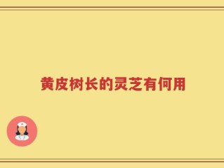 黄皮树长的灵芝有何用