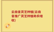 云南省灵芝种植(云南省推广灵芝种植助农增收)