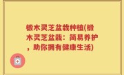 椴木灵芝盆栽种植(椴木灵芝盆栽：简易养护，助你拥有健康生活)