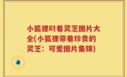 小狐狸叼着灵芝图片大全(小狐狸带着珍贵的灵芝：可爱图片集锦)
