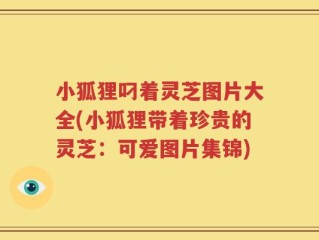 小狐狸叼着灵芝图片大全(小狐狸带着珍贵的灵芝：可爱图片集锦)