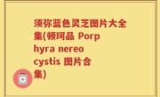 须弥蓝色灵芝图片大全集(顿珂品 Porphyra nereocystis 图片合集)