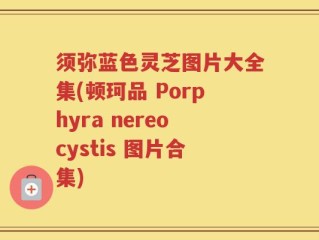 须弥蓝色灵芝图片大全集(顿珂品 Porphyra nereocystis 图片合集)