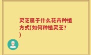 灵芝属于什么花卉种植方式(如何种植灵芝？)