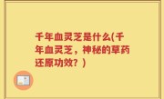 千年血灵芝是什么(千年血灵芝，神秘的草药还原功效？)