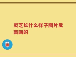 灵芝长什么样子图片反面画的