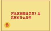 河北区破壁赤灵芝？血灵芝有什么作用