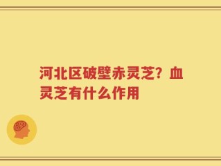河北区破壁赤灵芝？血灵芝有什么作用
