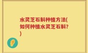 水灵芝石斛种植方法(如何种植水灵芝石斛？)