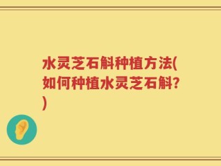 水灵芝石斛种植方法(如何种植水灵芝石斛？)