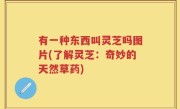 有一种东西叫灵芝吗图片(了解灵芝：奇妙的天然草药)