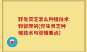 野生灵芝怎么种植技术和管理的(野生灵芝种植技术与管理要点)