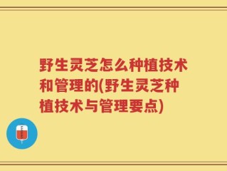野生灵芝怎么种植技术和管理的(野生灵芝种植技术与管理要点)