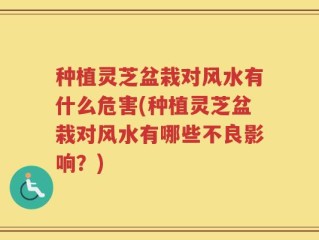 种植灵芝盆栽对风水有什么危害(种植灵芝盆栽对风水有哪些不良影响？)