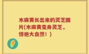 木麻黄长出来的灵芝图片(木麻黄变身灵芝,惊艳大自然!)