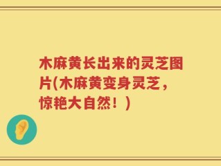 木麻黄长出来的灵芝图片(木麻黄变身灵芝，惊艳大自然！)