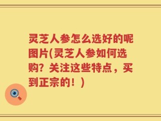 灵芝人参怎么选好的呢图片(灵芝人参如何选购？关注这些特点，买到正宗的！)