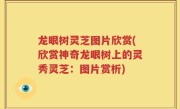 龙眼树灵芝图片欣赏(欣赏神奇龙眼树上的灵秀灵芝：图片赏析)