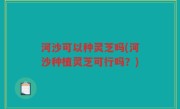 河沙可以种灵芝吗(河沙种植灵芝可行吗？)