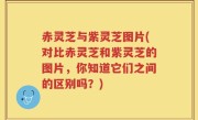 赤灵芝与紫灵芝图片(对比赤灵芝和紫灵芝的图片，你知道它们之间的区别吗？)