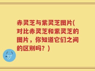 赤灵芝与紫灵芝图片(对比赤灵芝和紫灵芝的图片，你知道它们之间的区别吗？)