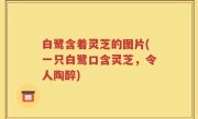 白鹭含着灵芝的图片(一只白鹭口含灵芝，令人陶醉)