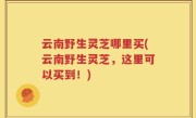 云南野生灵芝哪里买(云南野生灵芝，这里可以买到！)