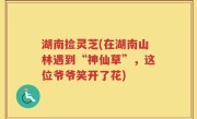 湖南捡灵芝(在湖南山林遇到“神仙草”，这位爷爷笑开了花)