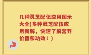 几种灵芝配伍应用图示大全(多种灵芝配伍应用图解，快速了解营养价值和功效！)