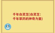 千年白灵芝(白灵芝：千年草药的神奇力量)