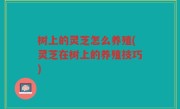 树上的灵芝怎么养殖(灵芝在树上的养殖技巧)