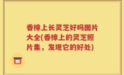香樟上长灵芝好吗图片大全(香樟上的灵芝照片集，发现它的好处)