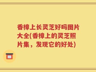 香樟上长灵芝好吗图片大全(香樟上的灵芝照片集，发现它的好处)