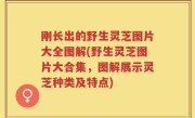 刚长出的野生灵芝图片大全图解(野生灵芝图片大合集，图解展示灵芝种类及特点)