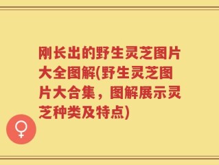 刚长出的野生灵芝图片大全图解(野生灵芝图片大合集，图解展示灵芝种类及特点)