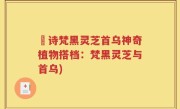 箤诗梵黑灵芝首乌神奇植物搭档：梵黑灵芝与首乌)