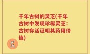 千年古树的灵芝(千年古树中发现珍稀灵芝：古树存活证明其药用价值)