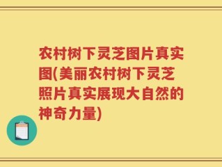 农村树下灵芝图片真实图(美丽农村树下灵芝照片真实展现大自然的神奇力量)