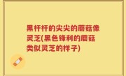 黑杆杆的尖尖的蘑菇像灵芝(黑色锋利的蘑菇类似灵芝的样子)
