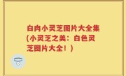 白肉小灵芝图片大全集(小灵芝之美：白色灵芝图片大全！)