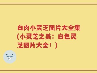 白肉小灵芝图片大全集(小灵芝之美：白色灵芝图片大全！)